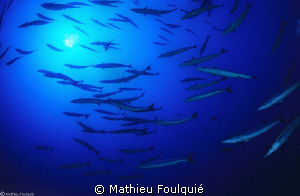 deep barracudas by Mathieu Foulquié 